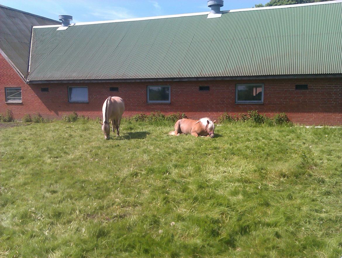 Tyroler Haflinger Morella billede 6