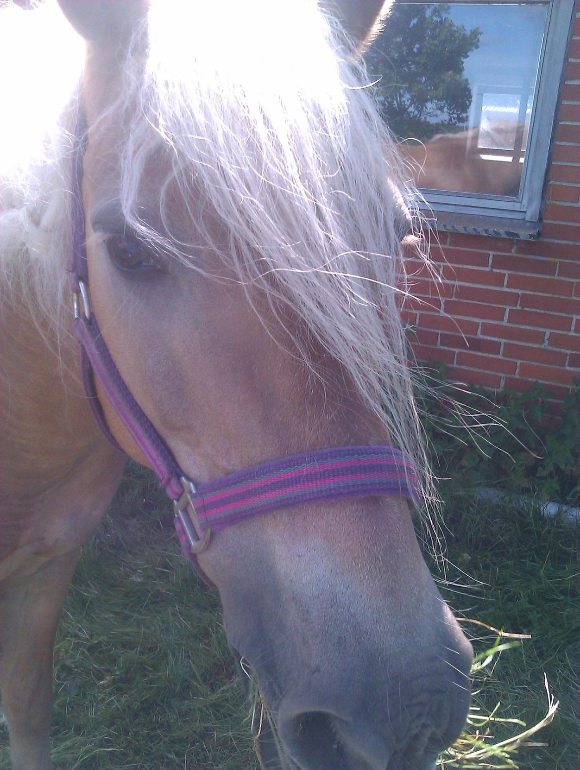 Tyroler Haflinger Morella billede 7