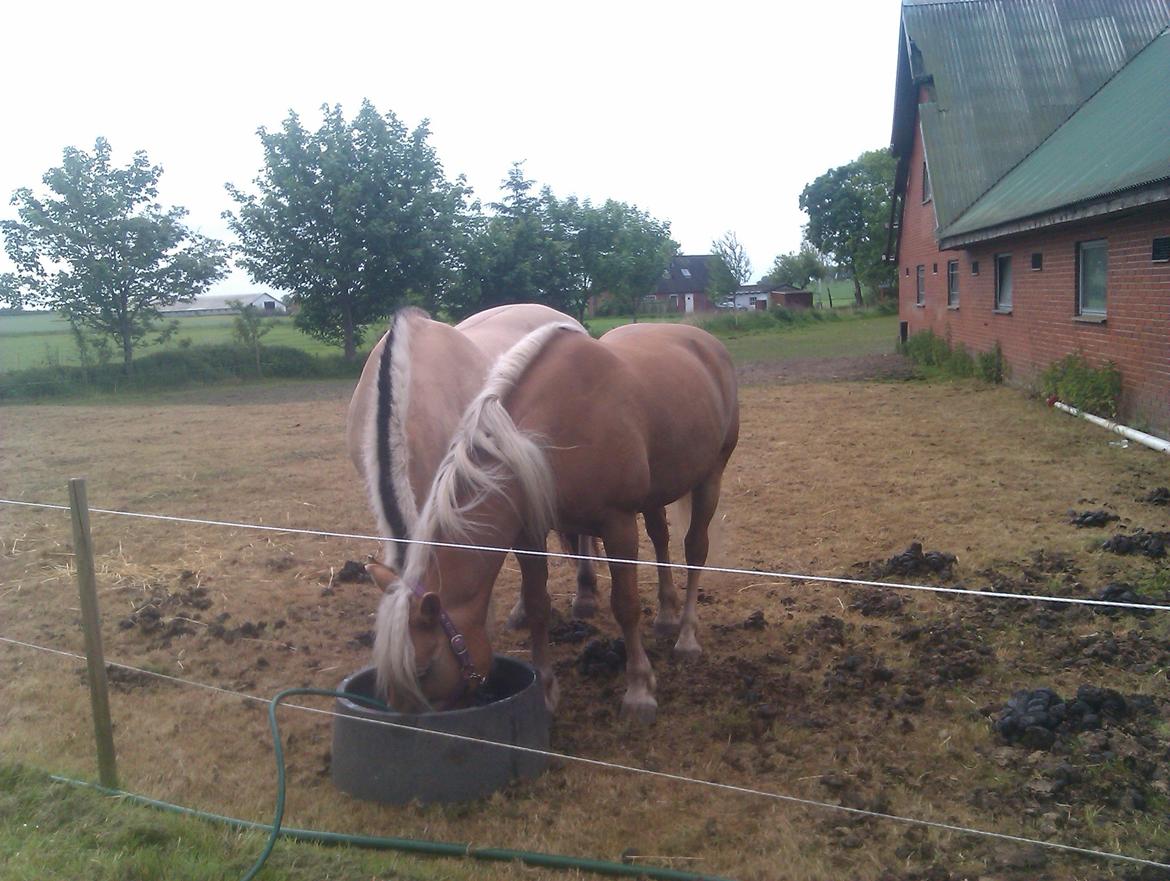Tyroler Haflinger Morella billede 8