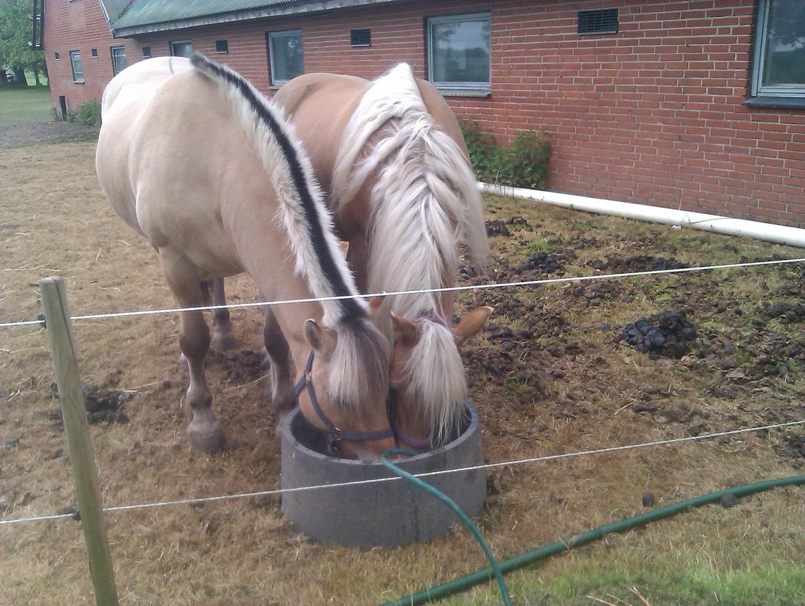 Tyroler Haflinger Morella billede 9