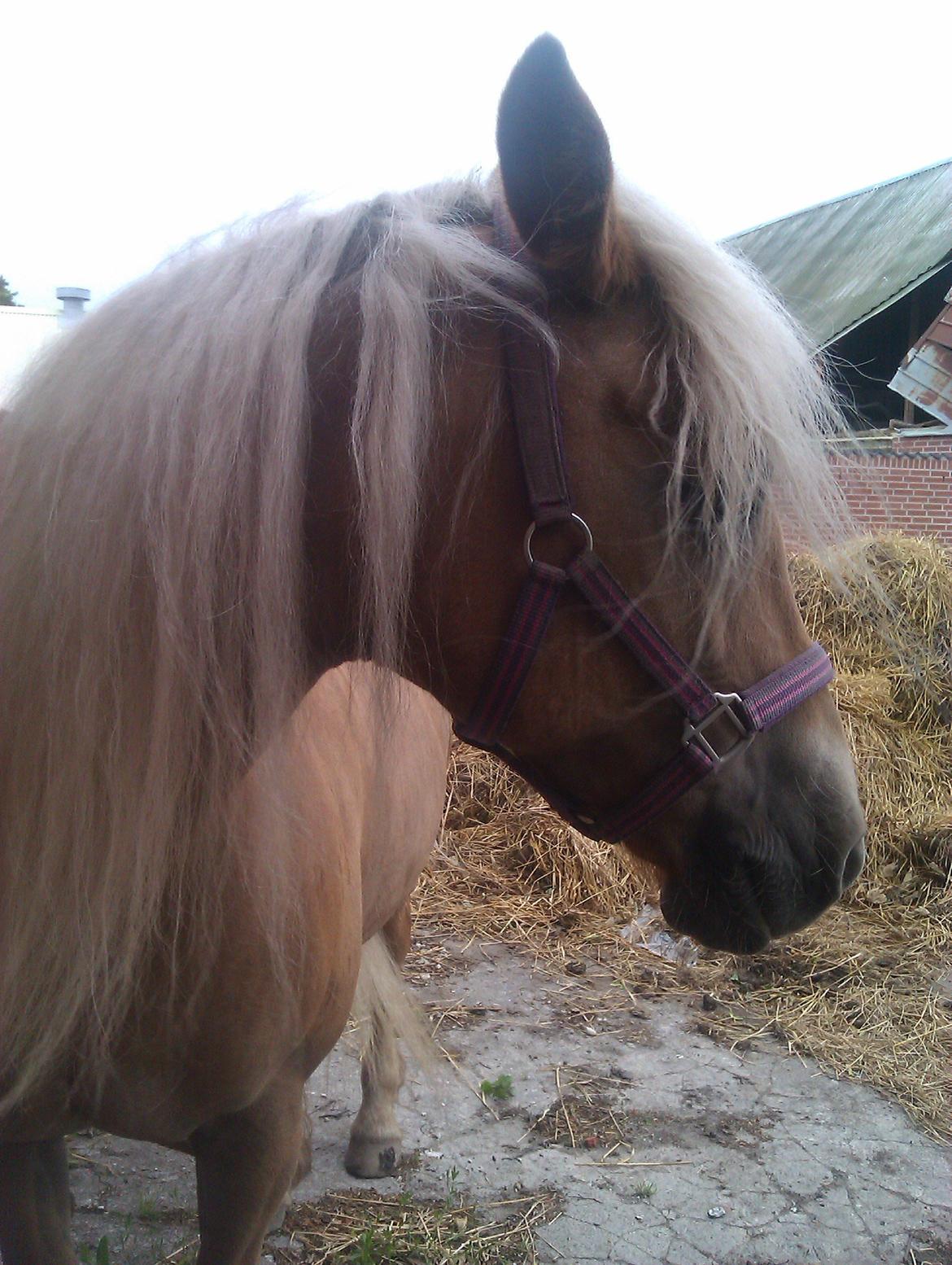 Tyroler Haflinger Morella billede 10