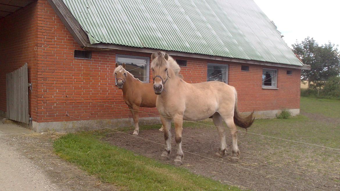 Tyroler Haflinger Morella billede 11