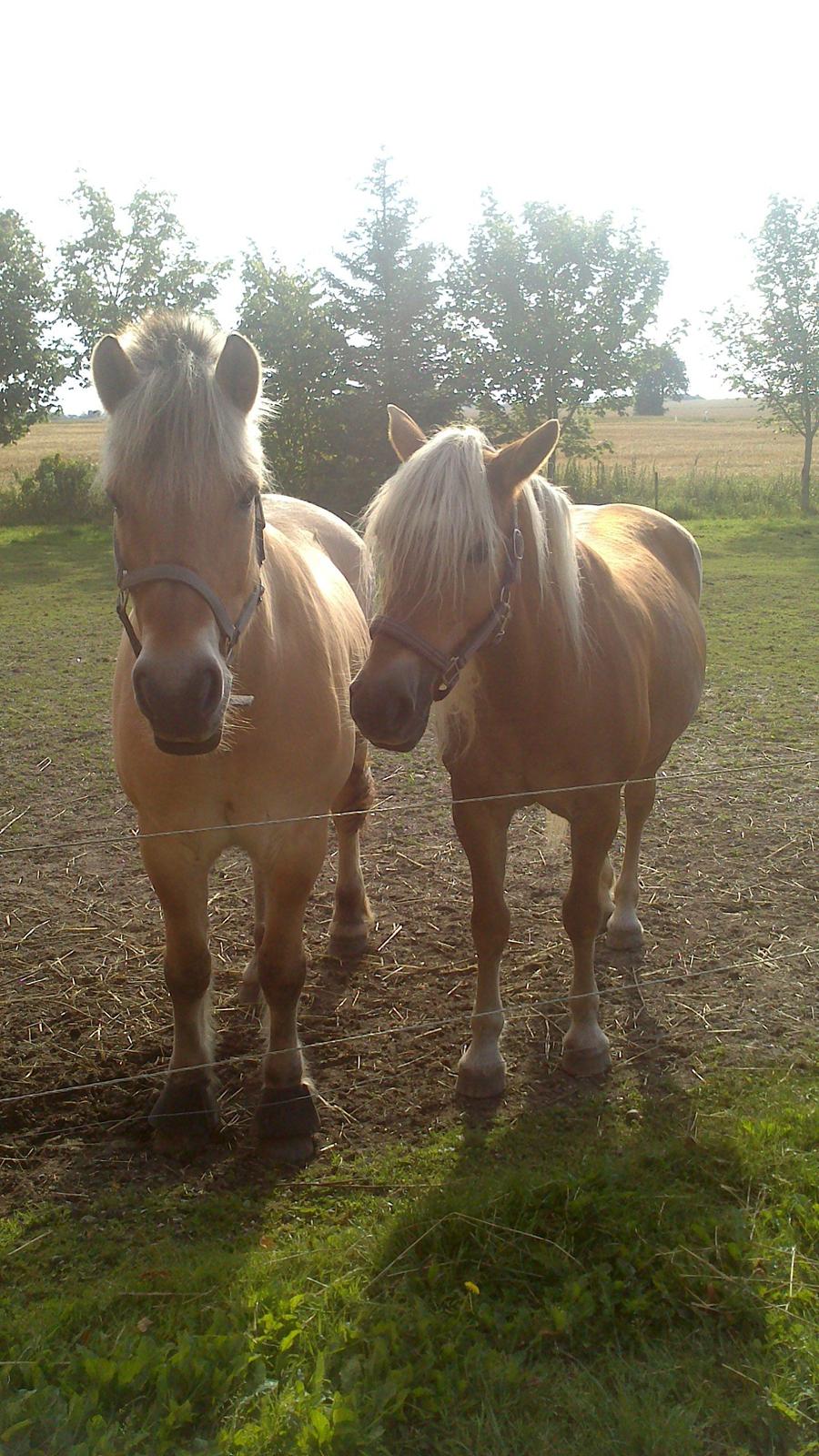 Tyroler Haflinger Morella billede 12