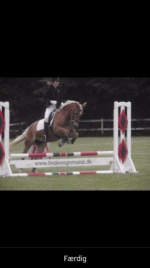 Tyroler Haflinger Morella billede 13