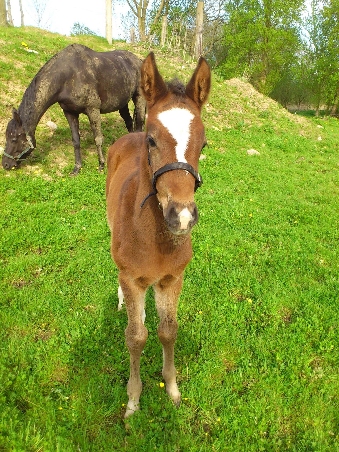 Anden særlig race Capoeira billede 11