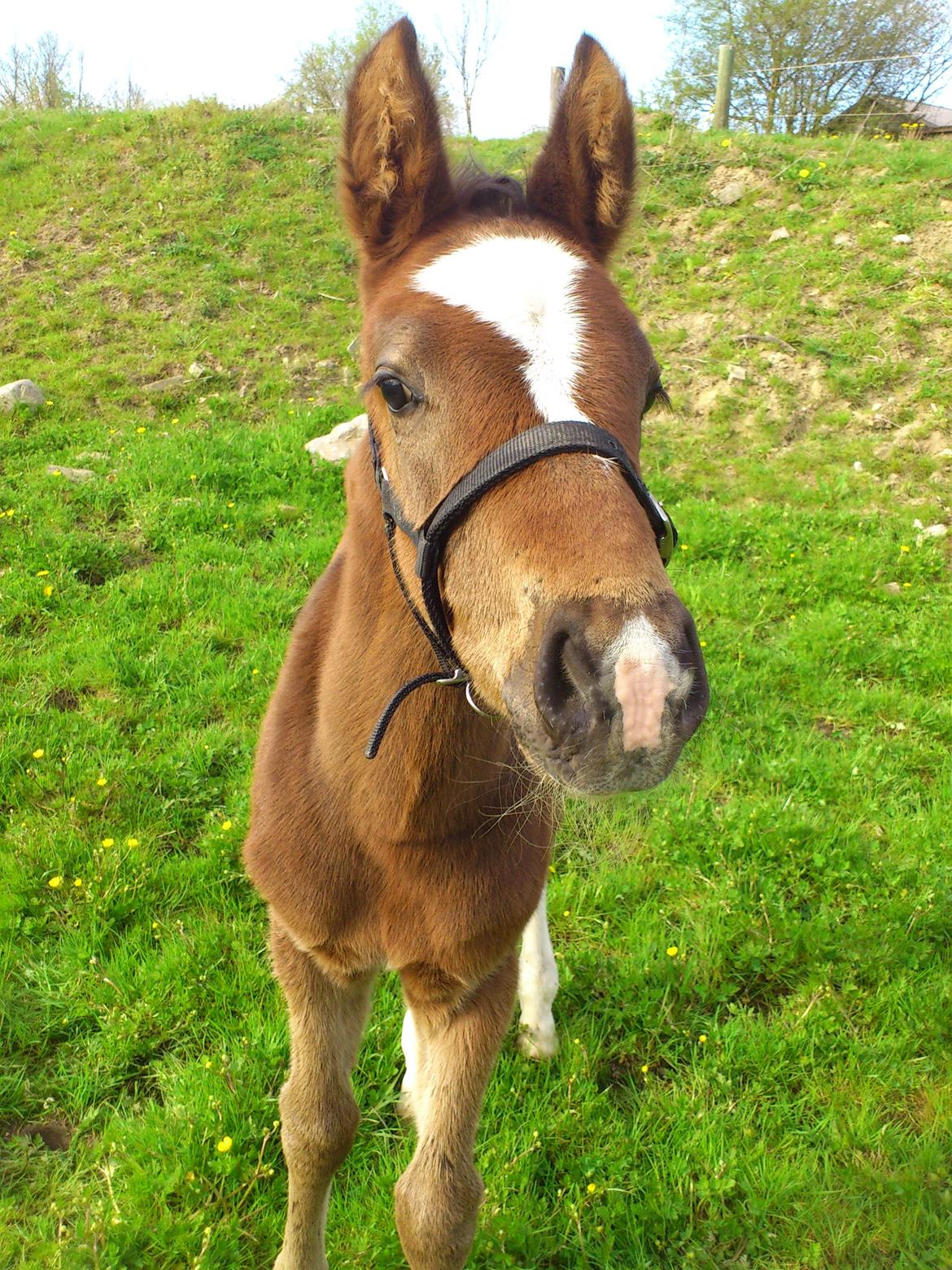 Anden særlig race Capoeira - Hva laver du? billede 12