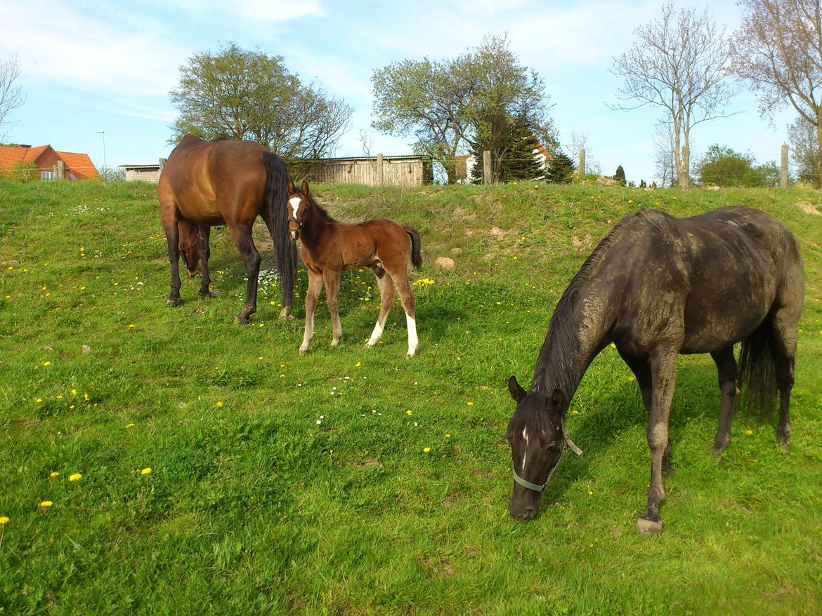 Anden særlig race Capoeira billede 13