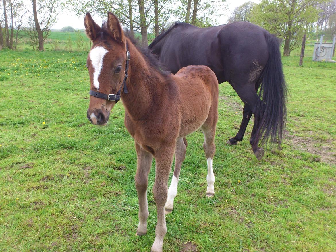 Anden særlig race Capoeira billede 14