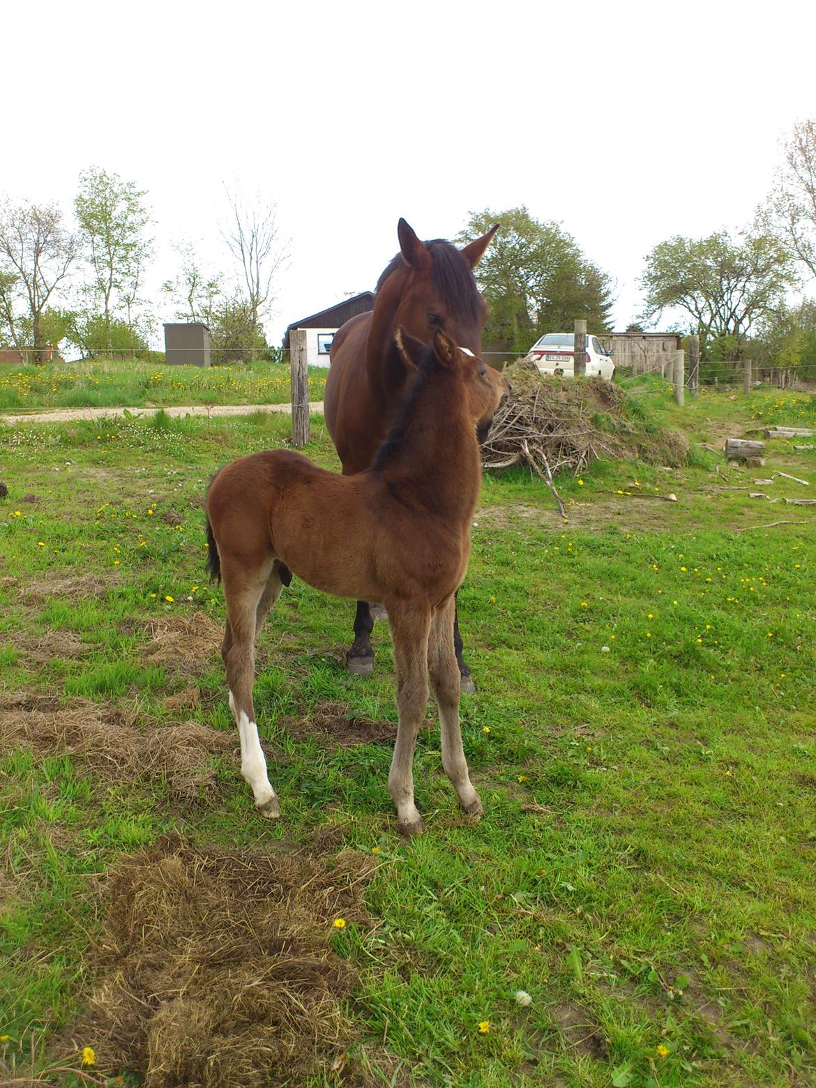 Anden særlig race Capoeira billede 15