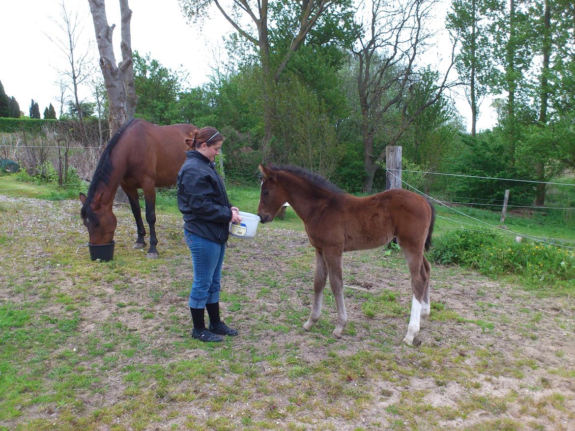 Anden særlig race Capoeira - Fodringstid :)  billede 16