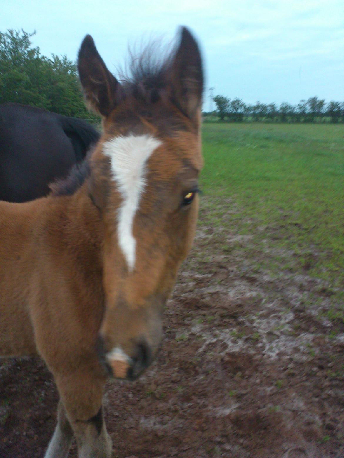 Anden særlig race Capoeira - Begyndt at smide følpelsen så er lidt grim :) billede 17
