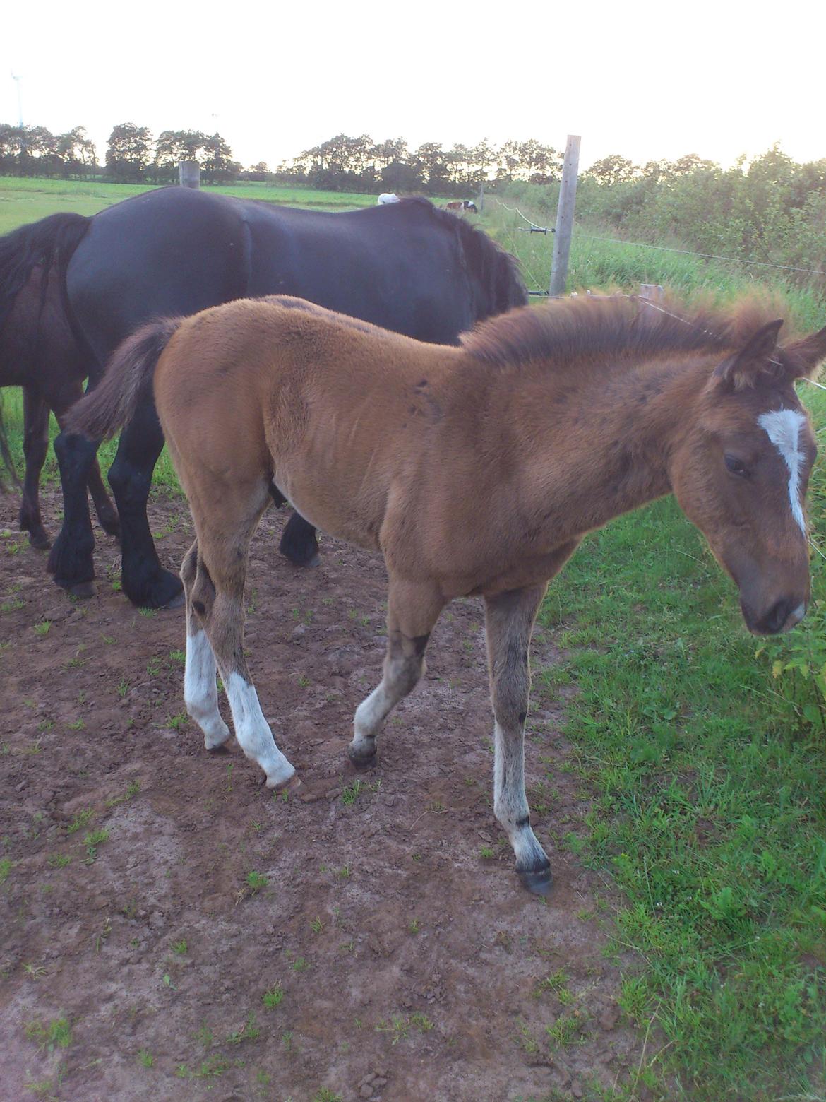 Anden særlig race Capoeira billede 19