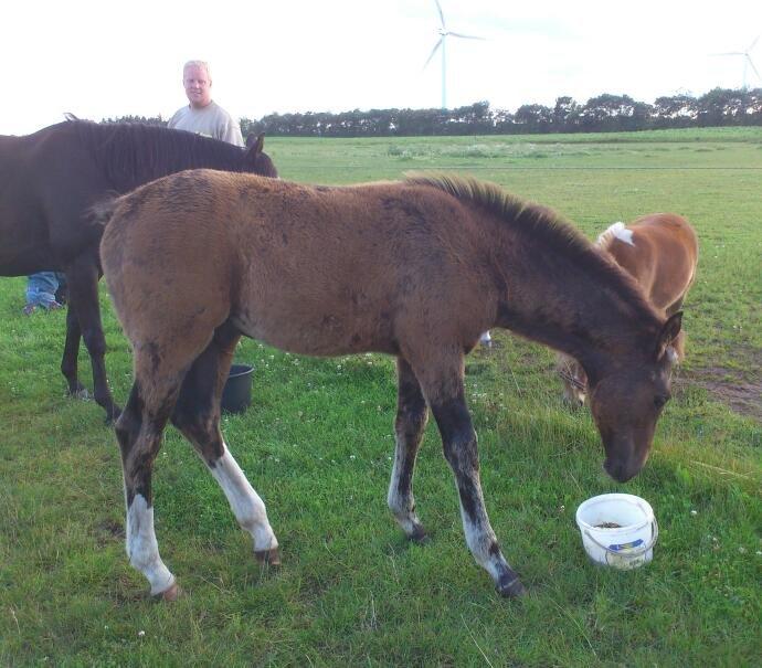 Anden særlig race Capoeira - Fodringstid :) billede 20