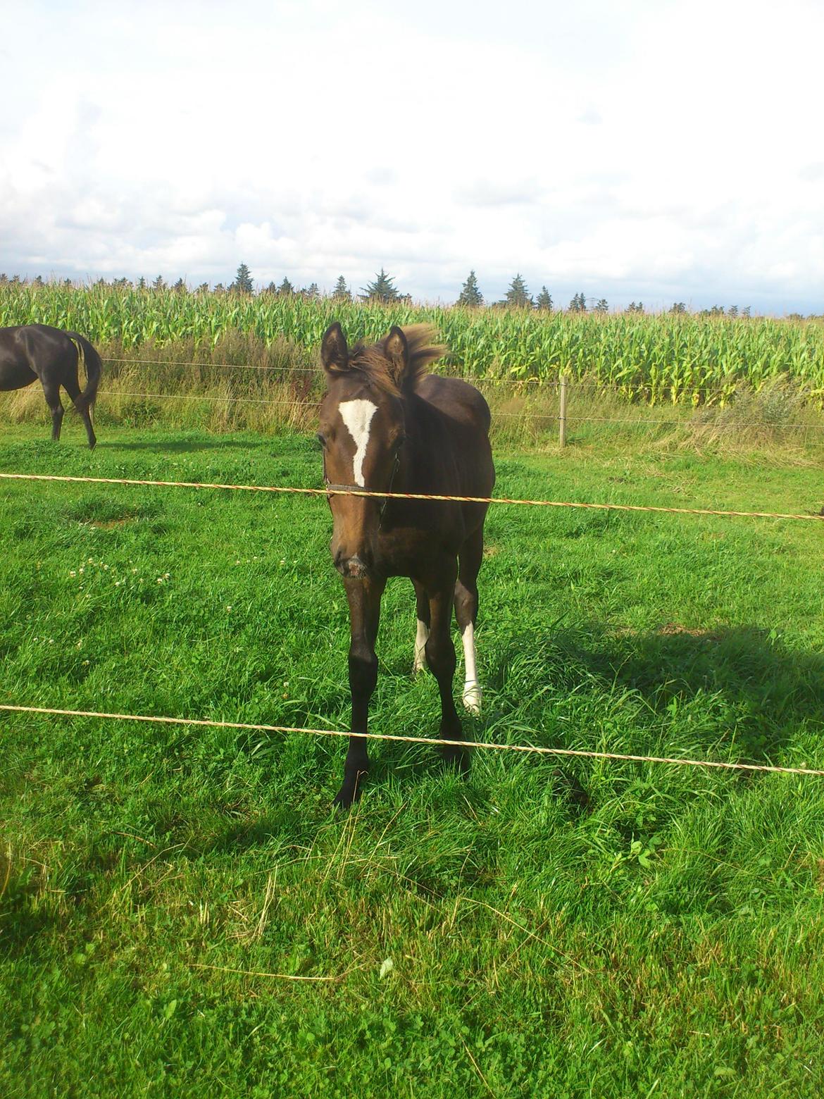 Anden særlig race Capoeira - Velkommen :) billede 1