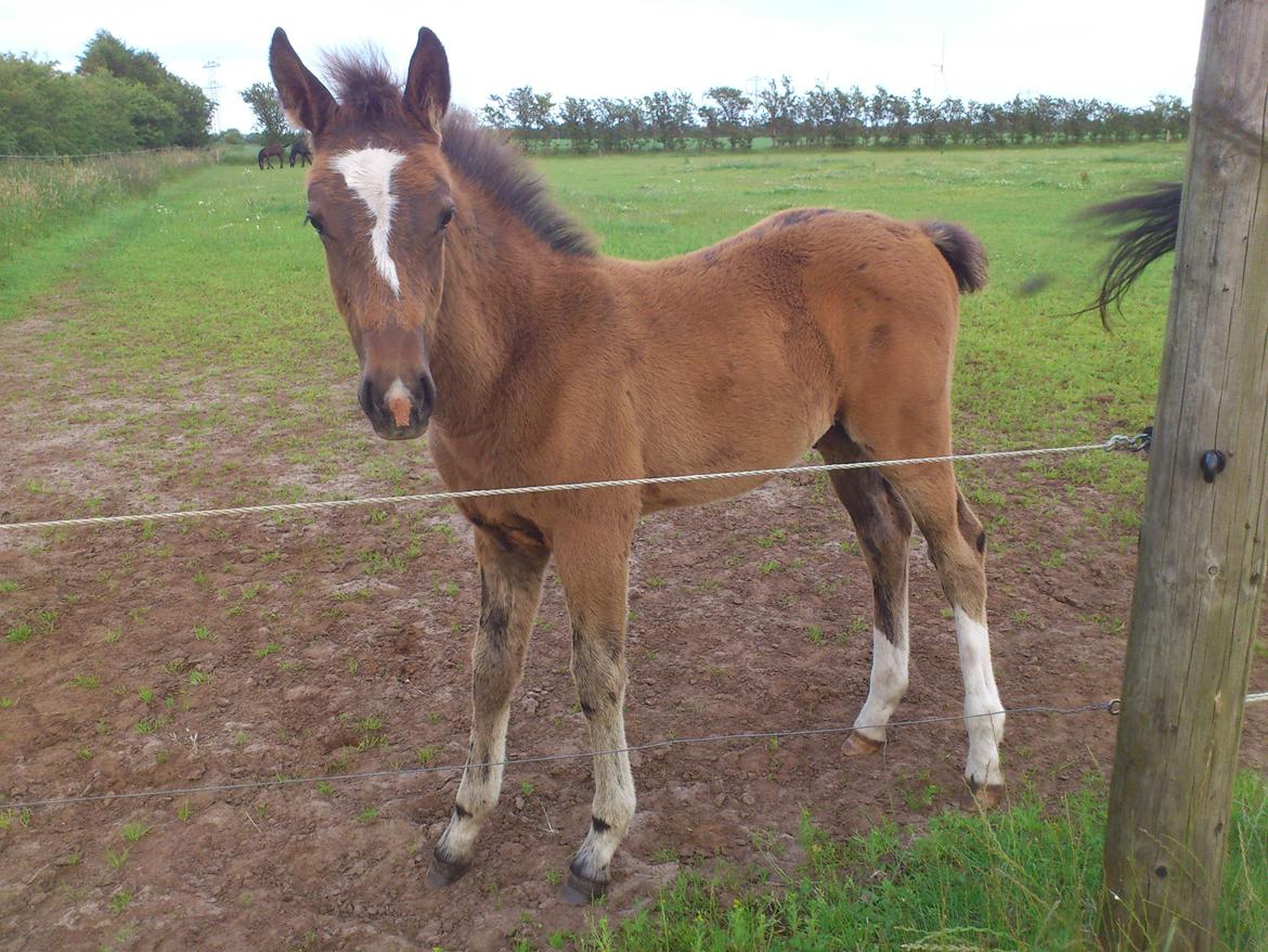 Anden særlig race Capoeira billede 18