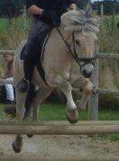 Fjordhest Ryttergårdens kjeldbjørn (Kjeldsen) - Mig og Kjeldsen til stævne!<3
 billede 11