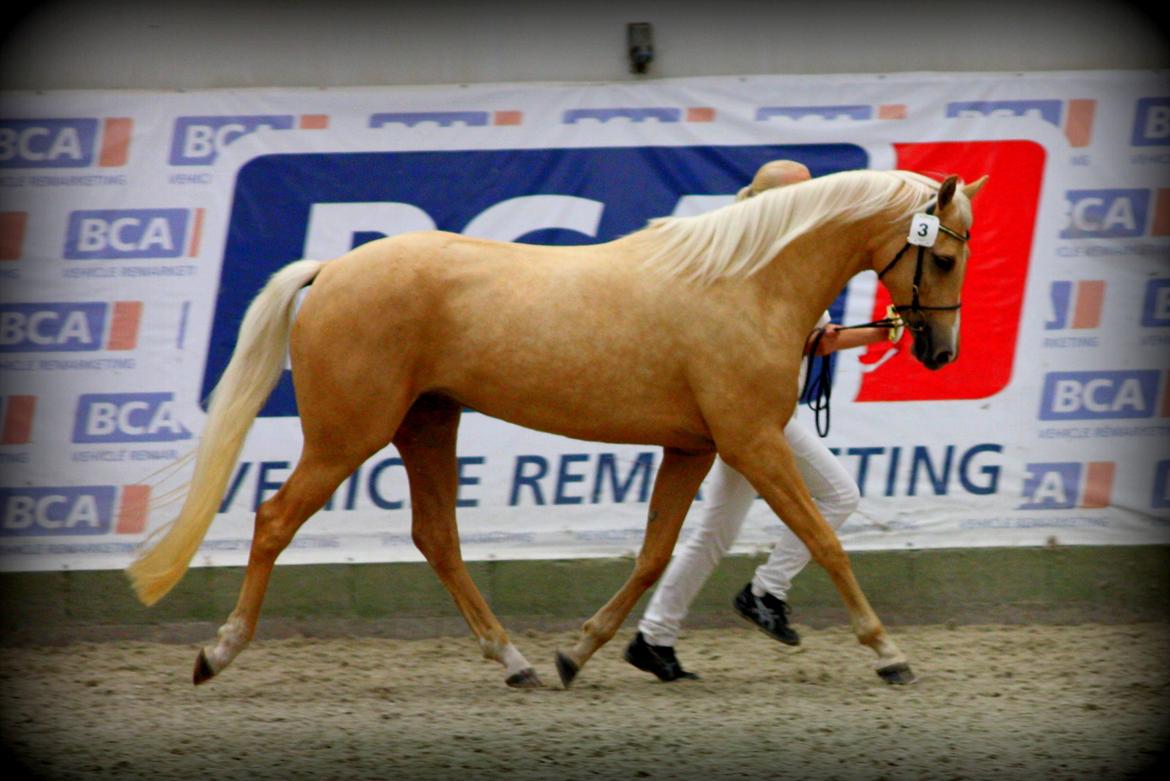 Palomino Rainbow Quickstep billede 14