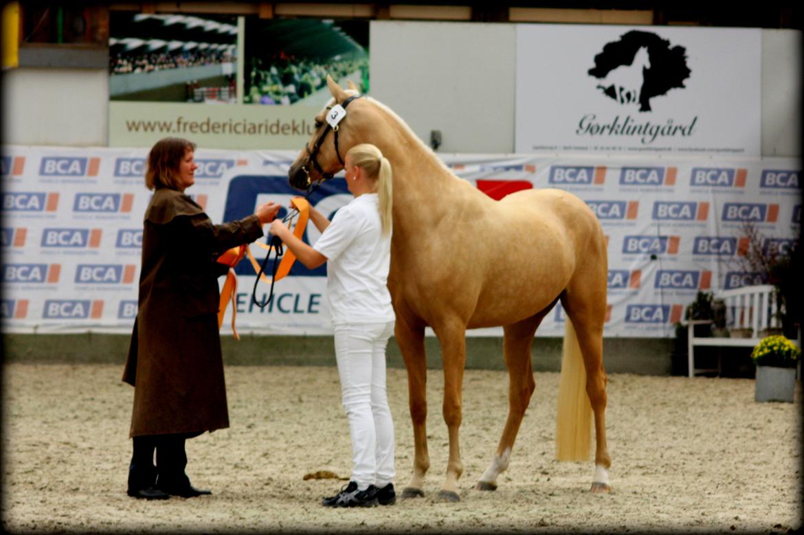 Palomino Rainbow Quickstep billede 10