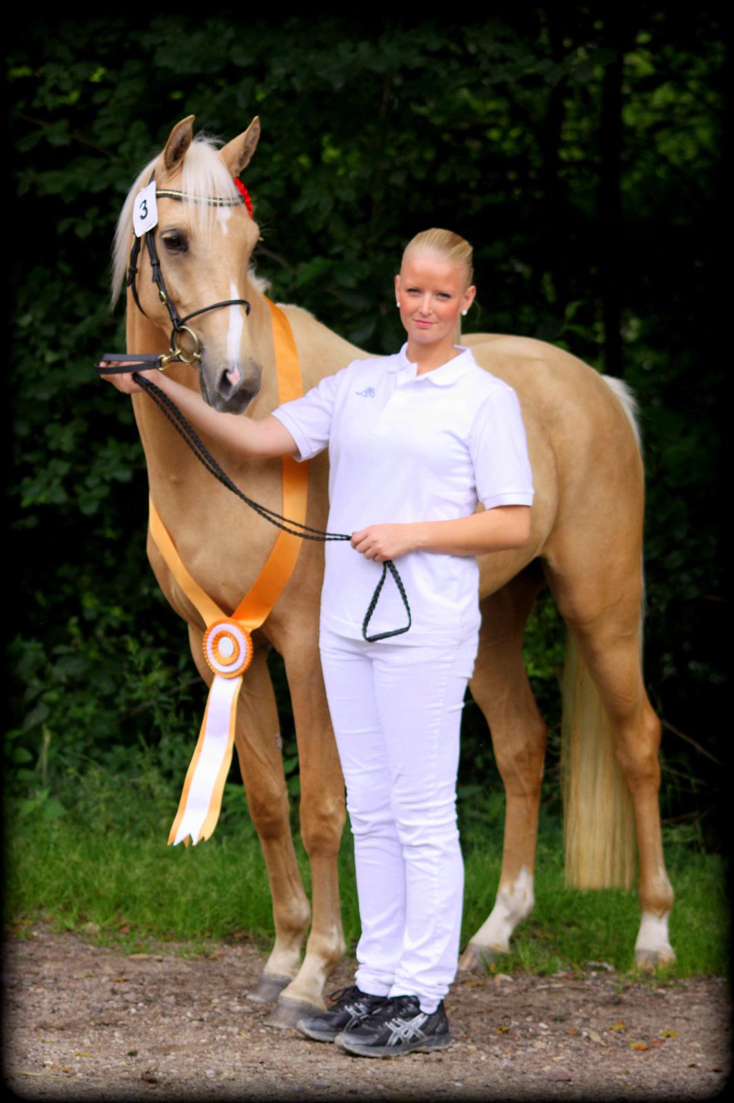 Palomino Rainbow Quickstep billede 11