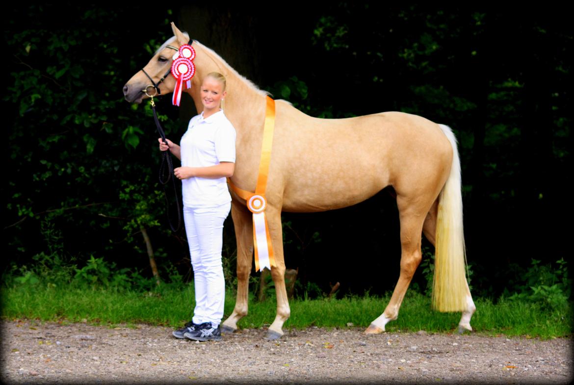 Palomino Rainbow Quickstep billede 18