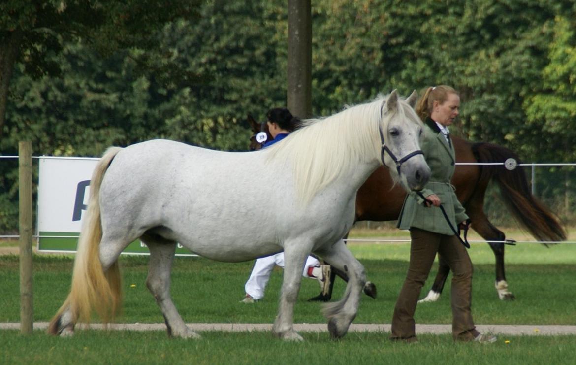 Fell pony Murthwaite Snowdrop billede 14