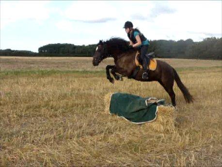 Welsh Cob (sec D) Lesto Havannah Klubmester 2013! billede 10