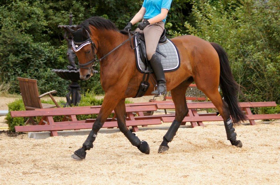 Dansk Varmblod Møllegårdens De Niz - d. 03-08-2012 billede 5