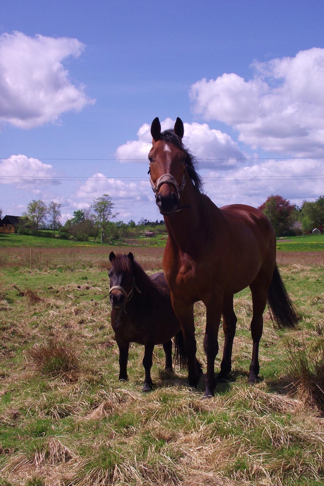 Dansk Varmblod Møllegårdens De Niz - Størrelsesforskellen har ingen betydning!<3 billede 18