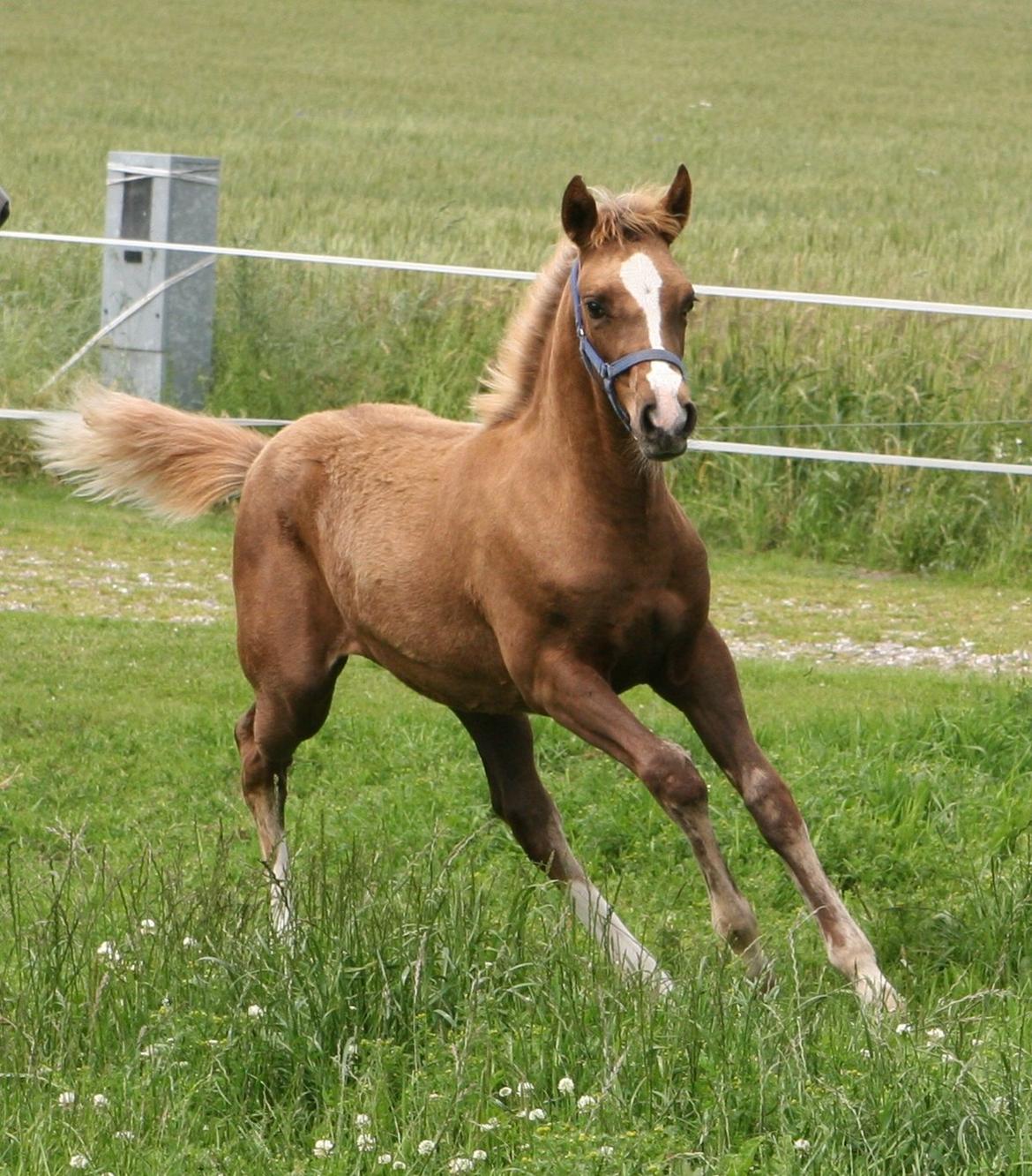 DSP Lykkebo Akita billede 9