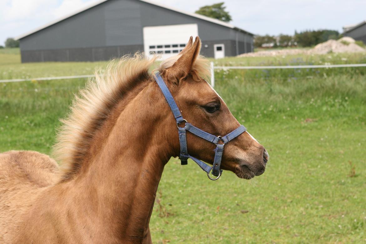 DSP Lykkebo Akita billede 10