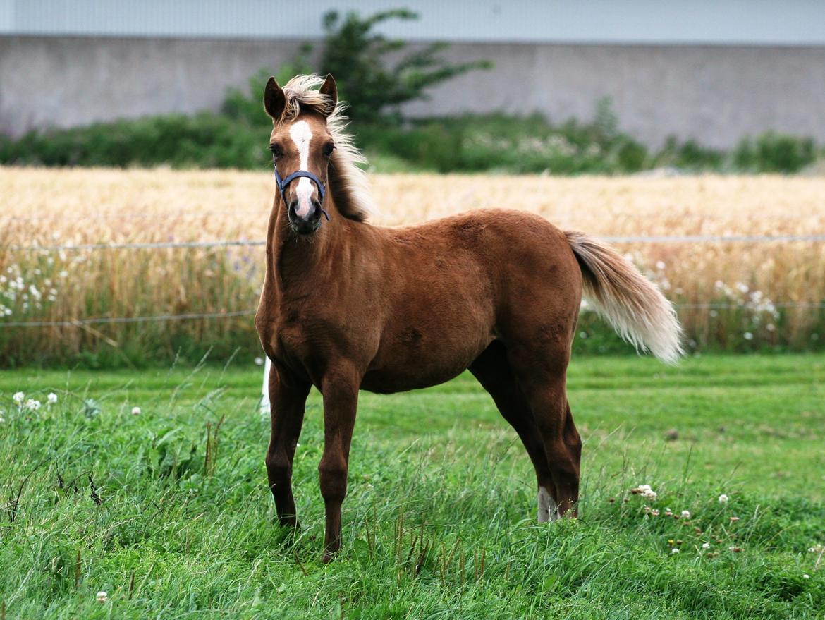 DSP Lykkebo Akita billede 11