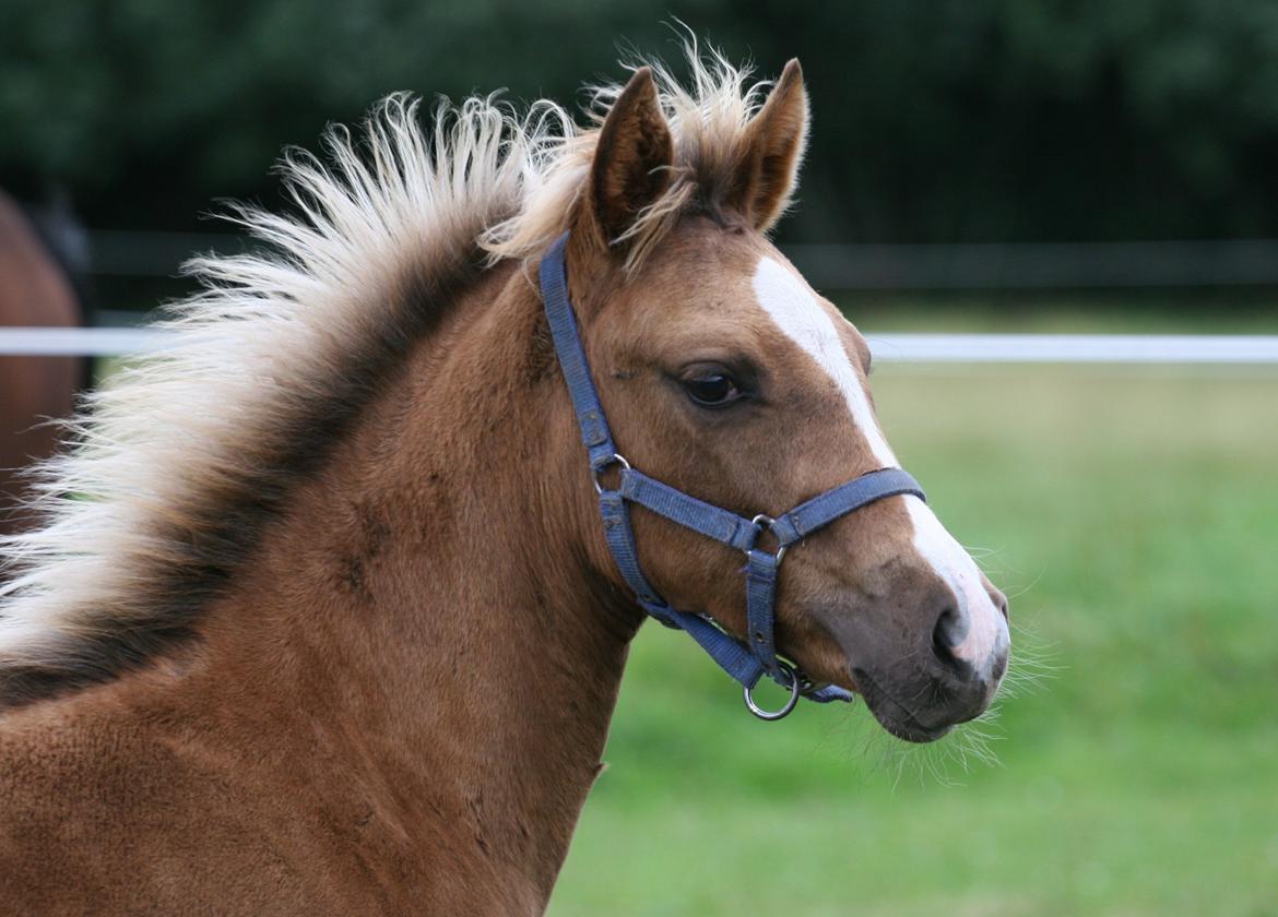 DSP Lykkebo Akita billede 12