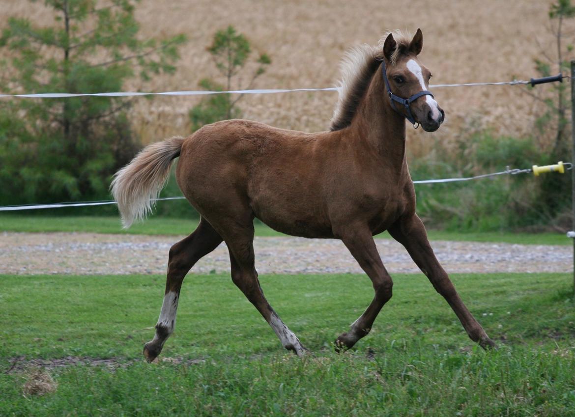 DSP Lykkebo Akita billede 13