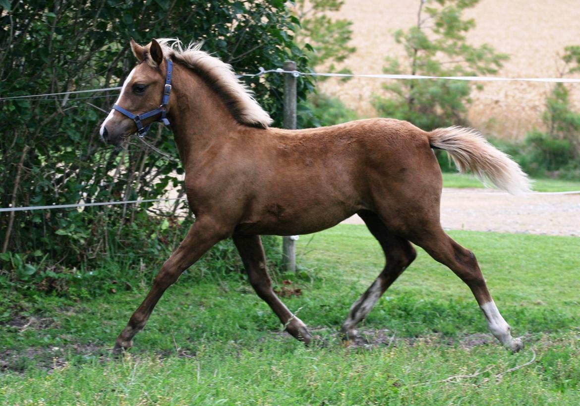 DSP Lykkebo Akita billede 14