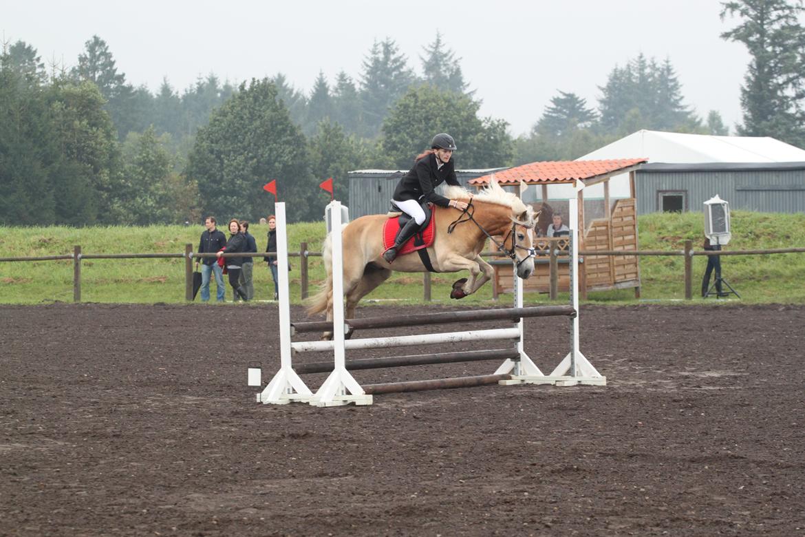 Tyroler Haflinger Aron - Til DM for Haflinger :D vi endt som nr 4 :D billede 15