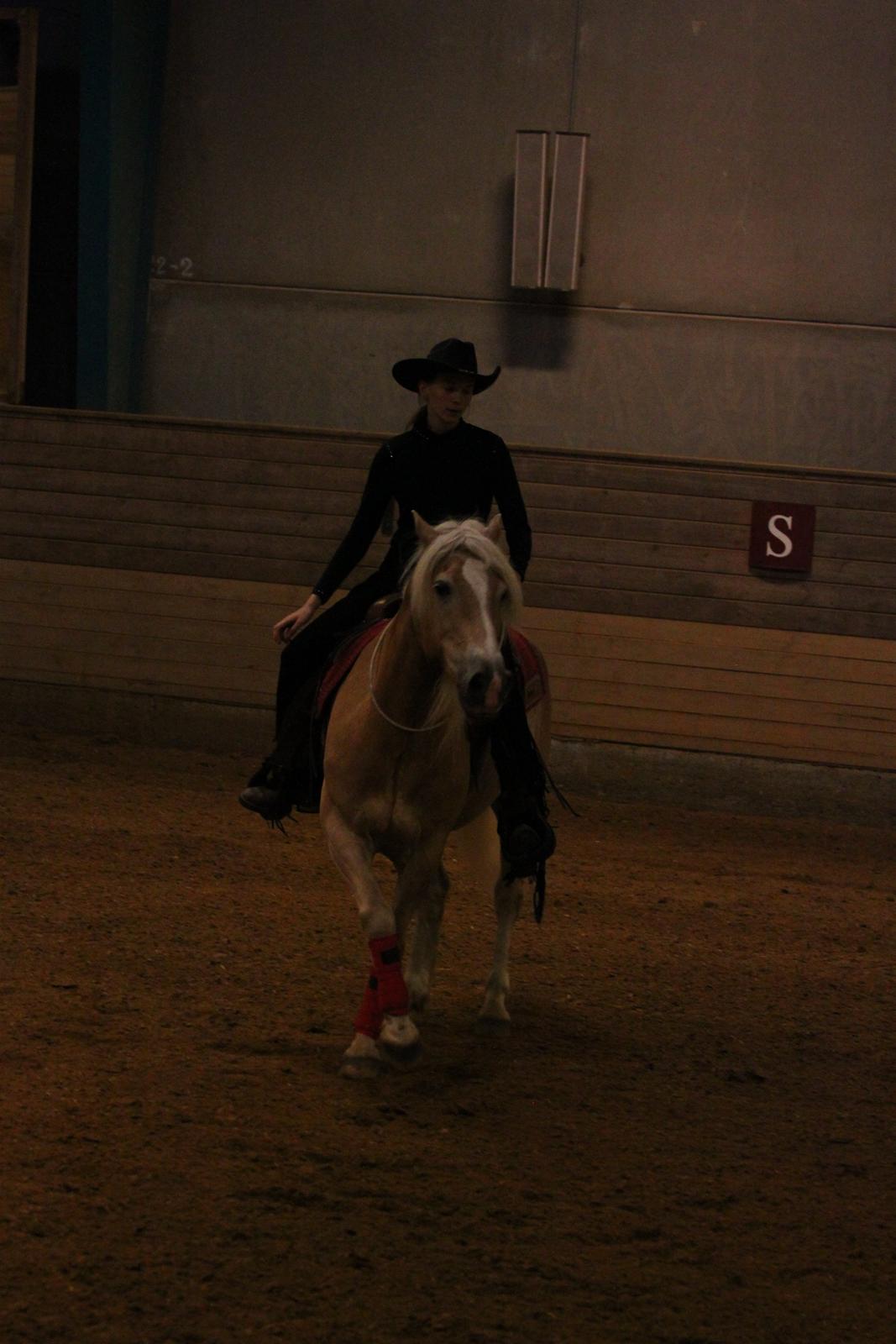 Tyroler Haflinger Aron - Opvisning (: billede 16