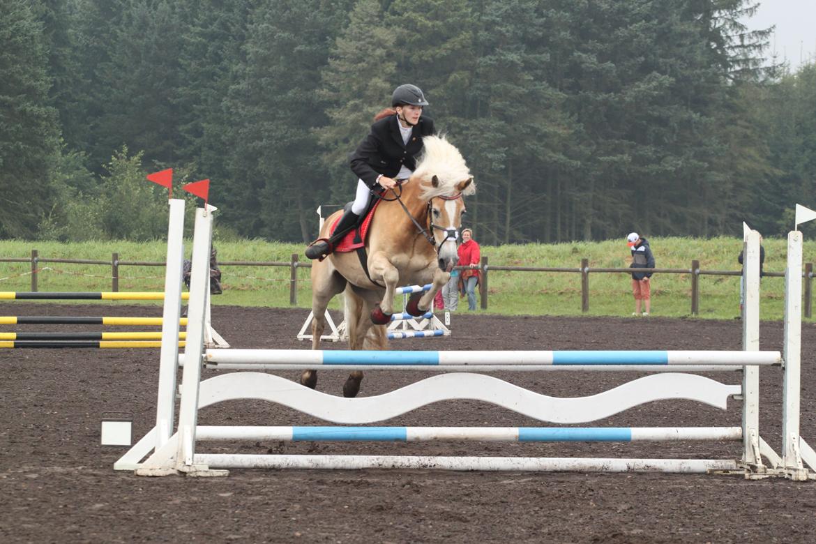 Tyroler Haflinger Aron - DM for Haflingere :D billede 18