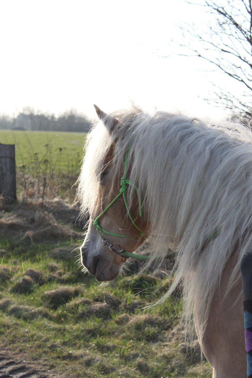 Tyroler Haflinger Aron billede 19