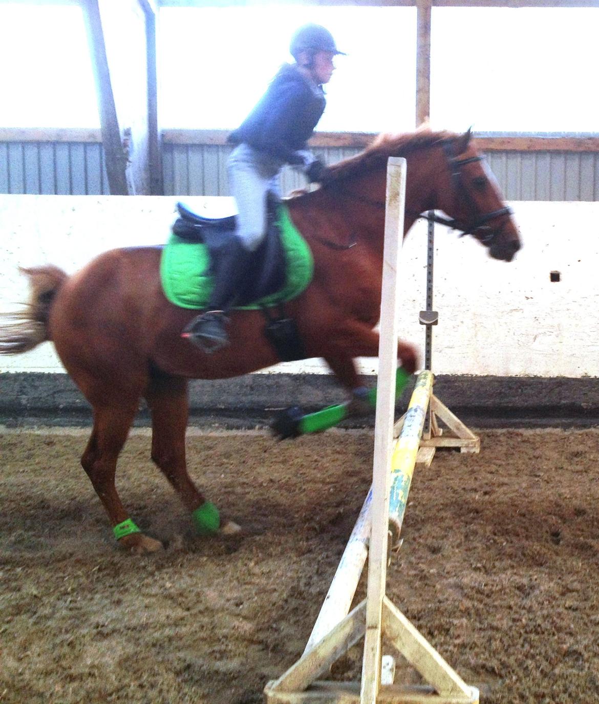 Hollandsk Sportspony Killroy R.I.P billede 3