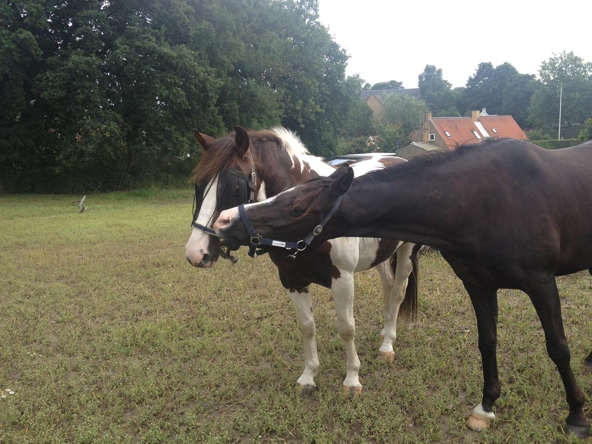 Pinto Handson/Flødebollen<3 - hygge på folden ;) billede 8