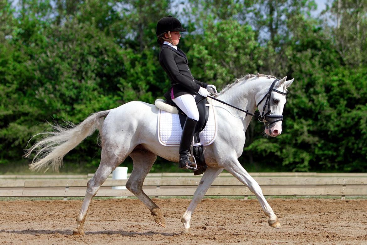 DSP Armani billede 1