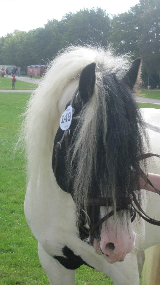 Irish Cob Blue Floridor - Blue til st. hestedag 2012 billede 9