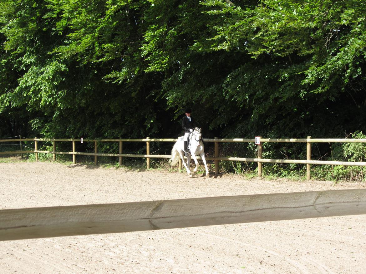 DSP Armani billede 16