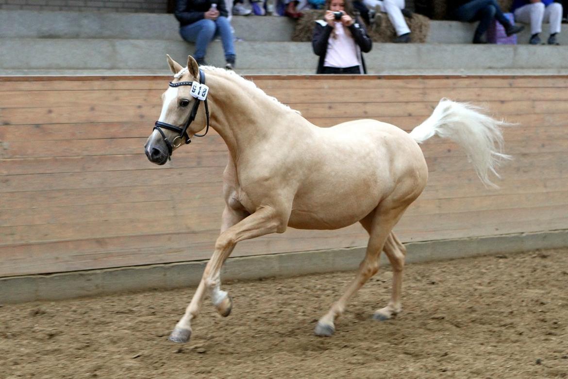 Tysk Sportspony Girls Dream billede 7