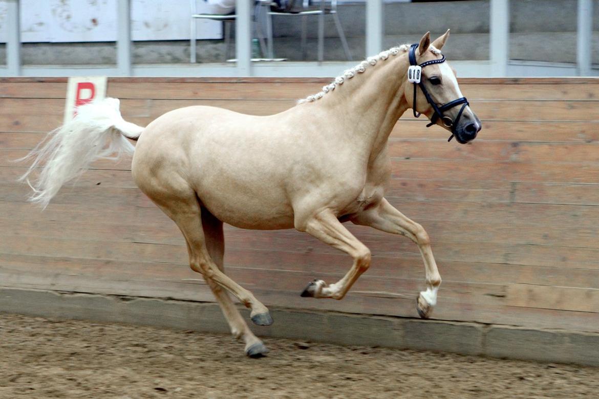 Tysk Sportspony Girls Dream billede 2