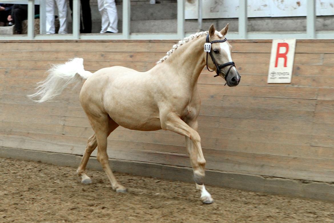 Tysk Sportspony Girls Dream billede 8