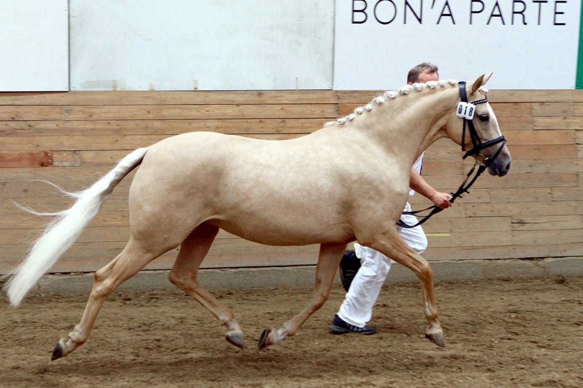 Tysk Sportspony Girls Dream billede 1