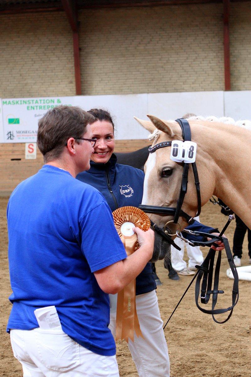 Tysk Sportspony Girls Dream billede 4