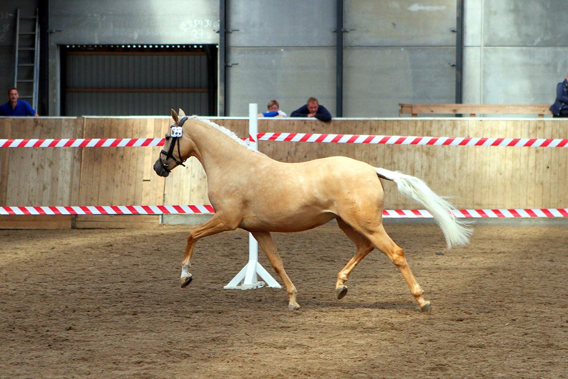 Tysk Sportspony Girls Dream billede 3