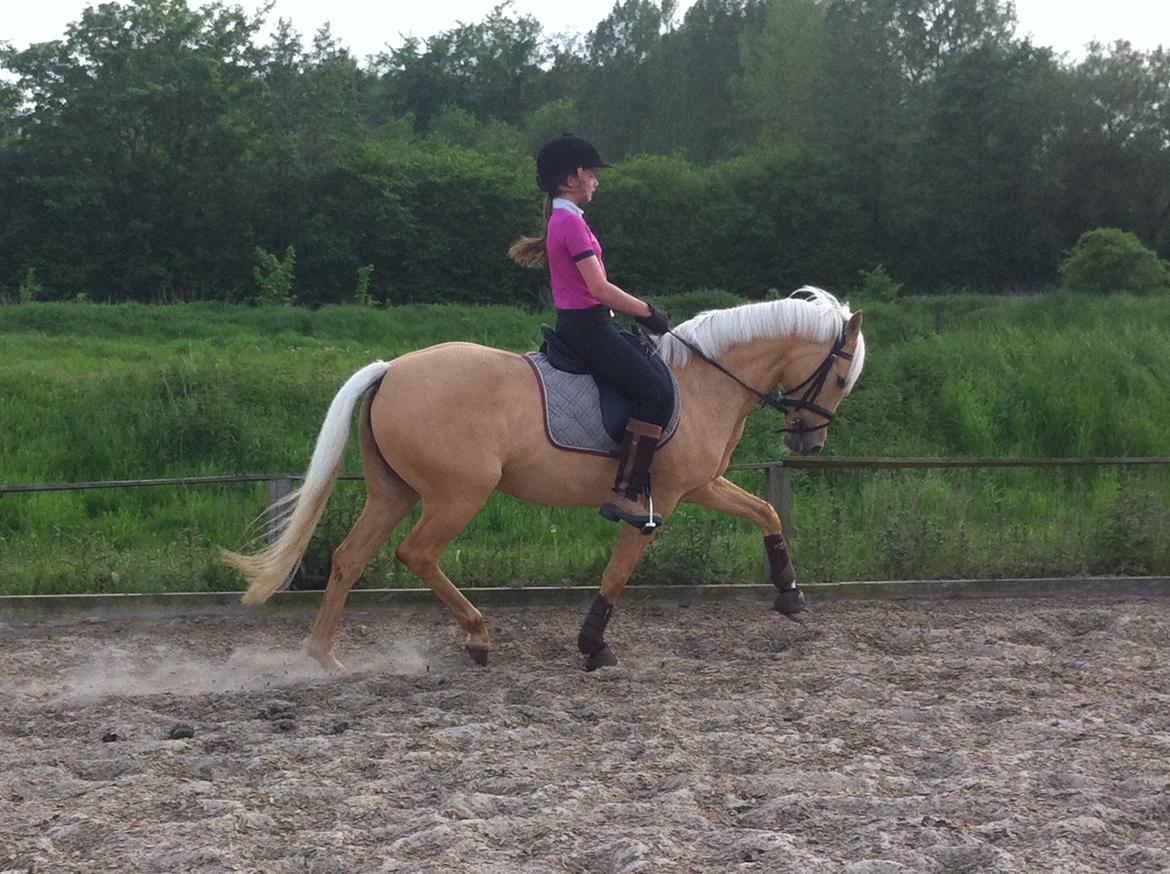 Tysk Sportspony Girls Dream billede 6